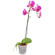 Pink Phalaenopsis orchid in a pot. Sofia